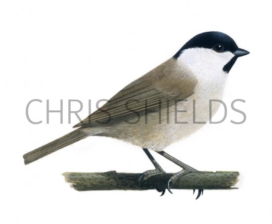Illustration of Marsh Tit (Poecile palustris) (#1175)