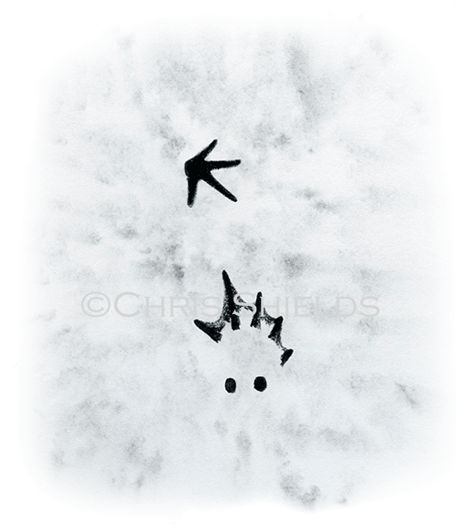 Illustration of Toad Footprints (#4220)