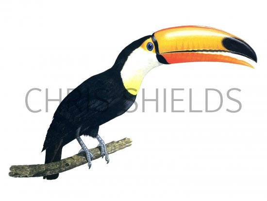 Illustration of Toco Toucan (Ramphastos toco) (#2093)