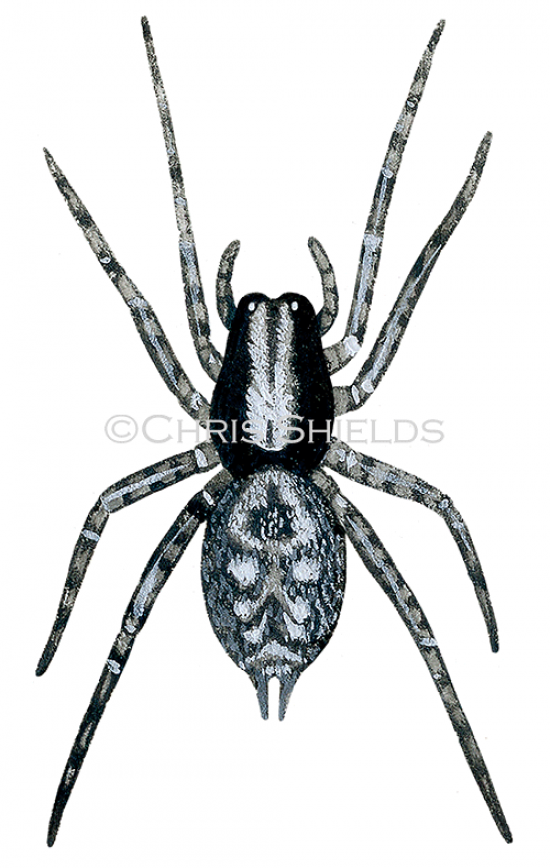 Illustration of Toothed Weaver Spider (Textrix denticulata) (#4270)