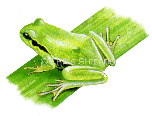 Illustration of Tree Frog (Hyla arborea) (#0713)