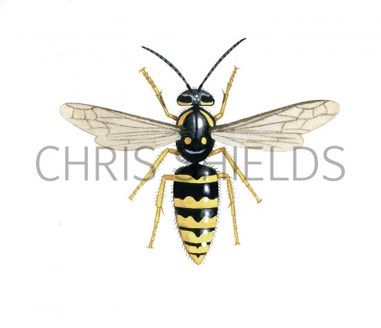 Illustration of Tree Wasp (Dolichovespula sylvestris) (#3158)