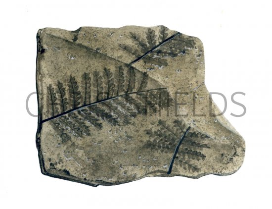 Illustration of Treefern Frond Fossil (Pecopteris) (#0099)