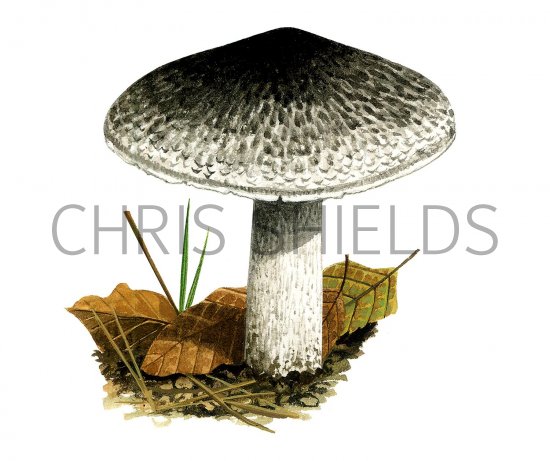 Illustration of Tricholoma atrasquamosum var. atrasquamosum (Dark Scaled Knight) (#3492)