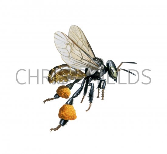 Illustration of Stingless Bee (Tetragonisca sp.) (Trigona sp.) (#3804)