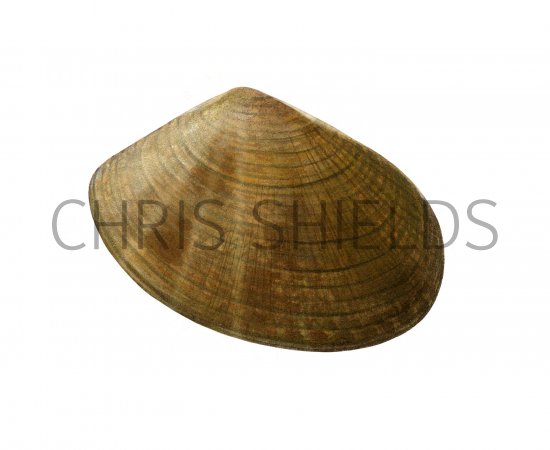 Illustration of Trough Shell (Mactra glauca) (#2355)