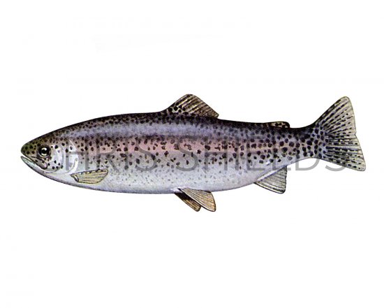Illustration of Trout (Rainbow) Salmo gairdne (#2691)