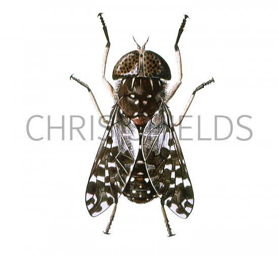 Illustration of Tsetse Fly (Glossina Spp.) (male) (#1630)