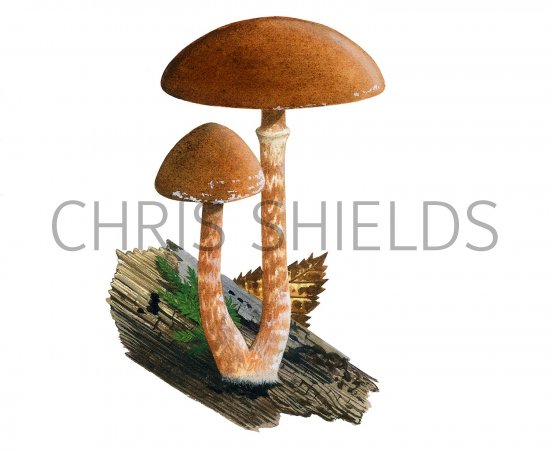 Illustration of Tubaria confragosa (#3635)