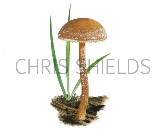 Illustration of Tubaria conspersa (Felted Twiglet) (#3634)