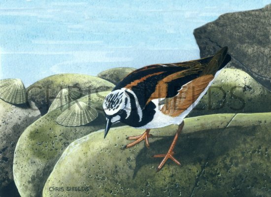 Illustration of Turnstone (Arenaria interpres) (#0436)