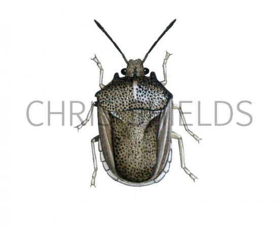 Illustration of Turtle Bug (Podops inuncia) (#2149)