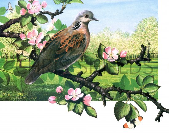Illustration of Turtle Dove (Streptopelia turtur) (#1895)
