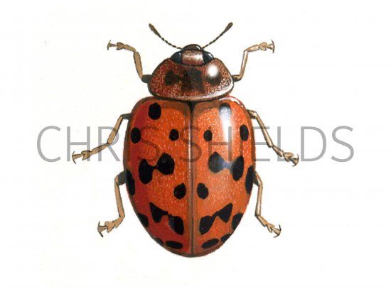 Illustration of Twentyfour-spot ladybird (Subcoccinella 24-punctata) (#0913)