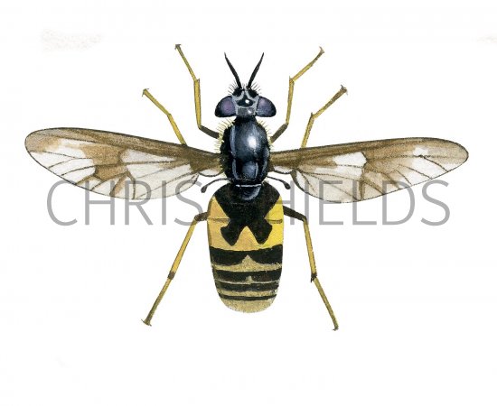 Illustration of Twin-lobed Deerfly (Crysops relictus) (#4075)