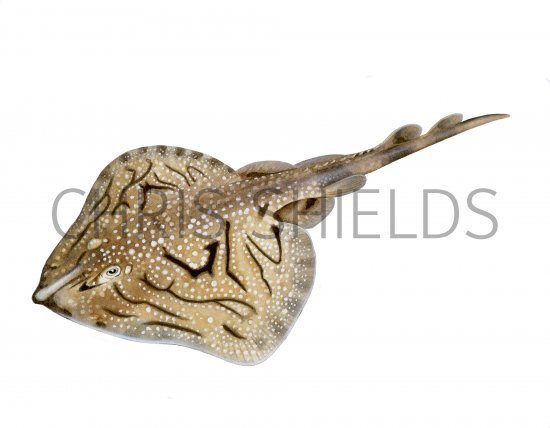 Illustration of Undulate Ray (Raja undulata) (#4258)