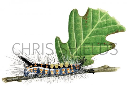 Illustration of Vapourer Moth Caterpillar (Orgyia antiqua) (#2520)