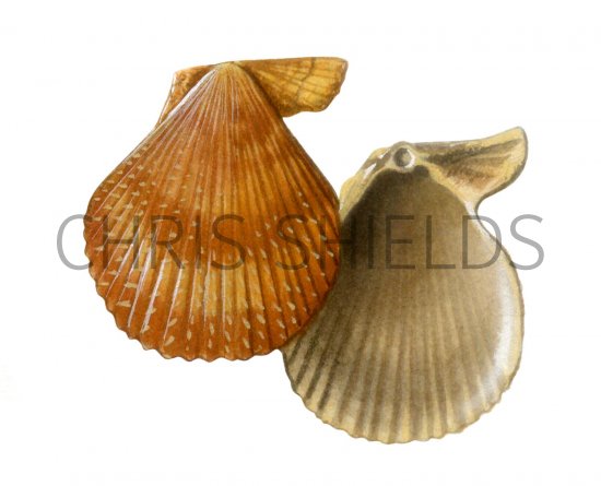 Illustration of Variegated Scallop (Chlamys varia) (#1892)