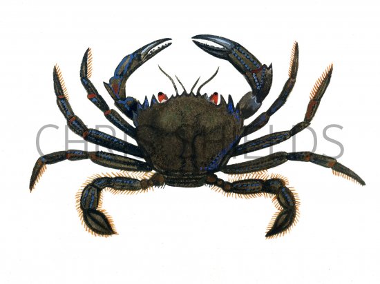 Illustration of Velvet Swimming Crab (Necora puber) (#1263)