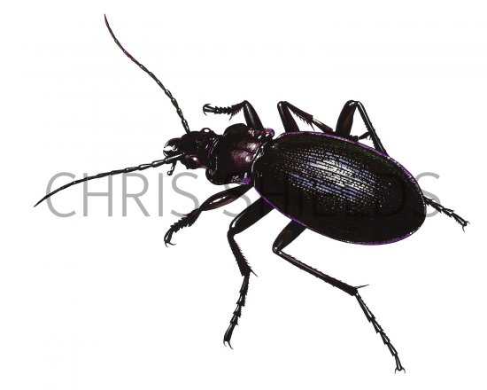 Illustration of Violet Ground Beetle (Carabus violates) (#3722)