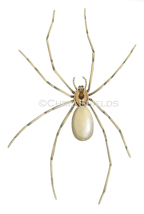 Illustration of Violin Spider (Loxosceles reclusa) (#2751)