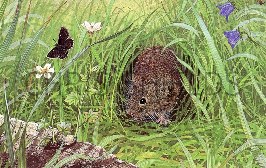 Illustration of Vole (Common) Microtus arvalis (#3677)