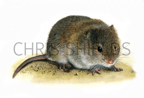 Illustration of Vole (Common) Microtus arvalis (#0235)