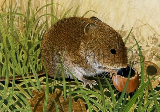 Illustration of Vole (Field) Microtus agrestis (#0580)