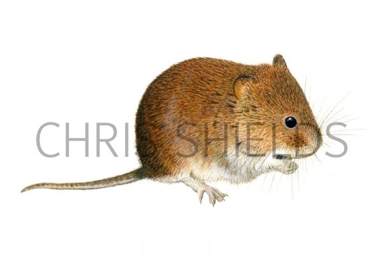 Illustration of Vole - Bank (Myodes glareolus) (#2070)