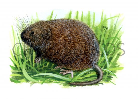 Illustration of Vole - Water (Arvicola amphibius) (#0282)