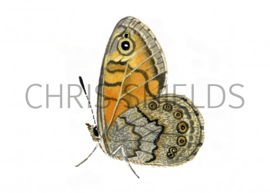 Illustration of Wall Brown (Lasiommata megera) (#0337)