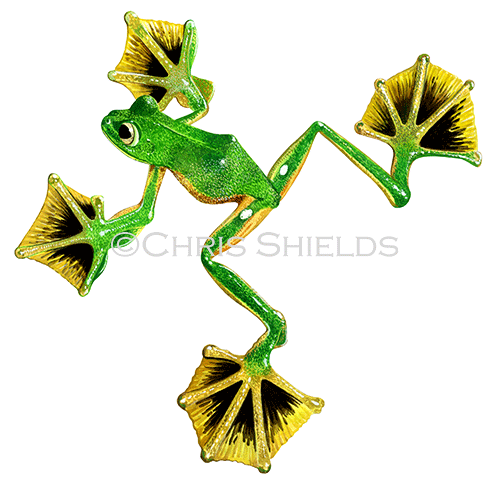 Illustration of Wallace's Flying Frog (Rhacophorus nigropalmatus) (#0389)