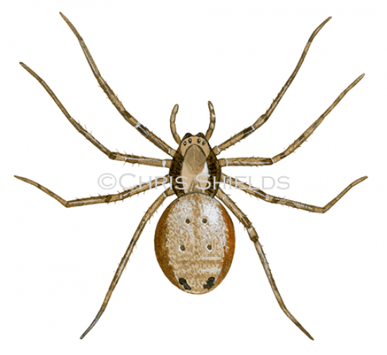 Illustration of Wandering Crab Spider (Philodromus aureolus) (#4273)