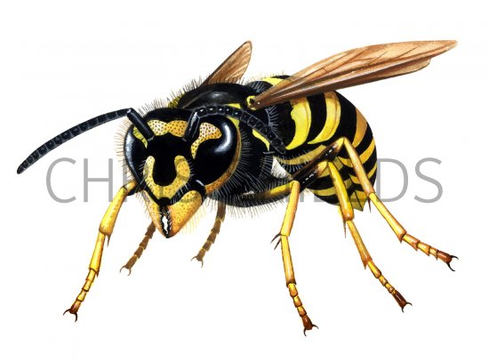 Illustration of Common Wasp (Vespula vugaris) (#2172)