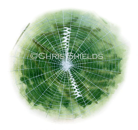 Illustration of Wasp Spider Web (Argiope bruennichi) (#1511)