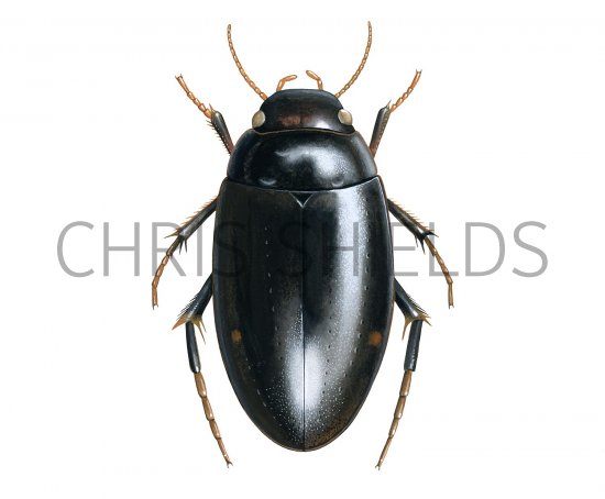 Illustration of Water Beetle (Agabus biguttatus) (#2845)