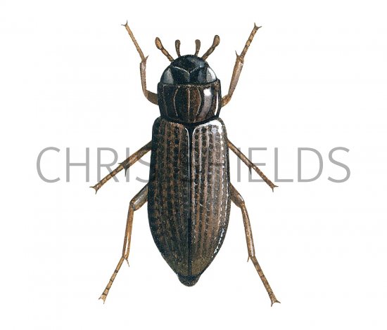 Illustration of Water Beetle (Helophorus flavipes) (#3439)