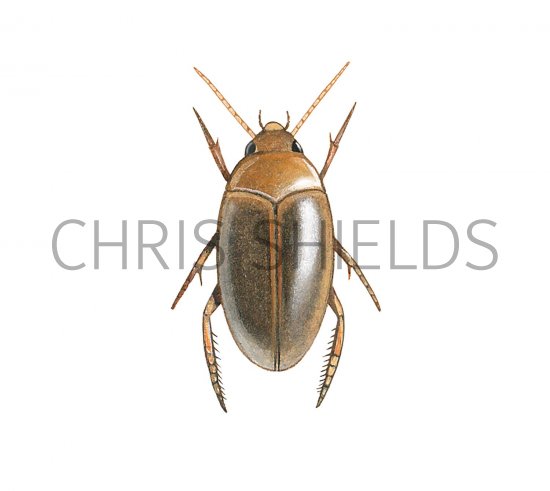 Illustration of Water Beetle (Laccophilus minutus) (#3449)