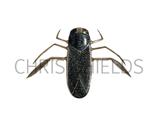 Illustration of Water Boatman (Corixa punctata) (#2125)