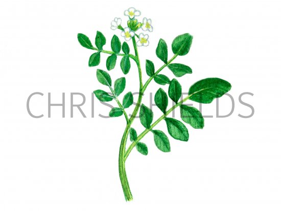Illustration of Watercress (Rorippa nasturtium-aquaticum) (#0952)