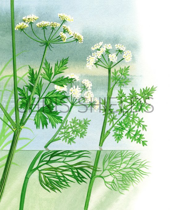 Illustration of Water Dropworts -(Oenanthe aquatica) (O. fluviatilis)  (O. crocata) (#2500)