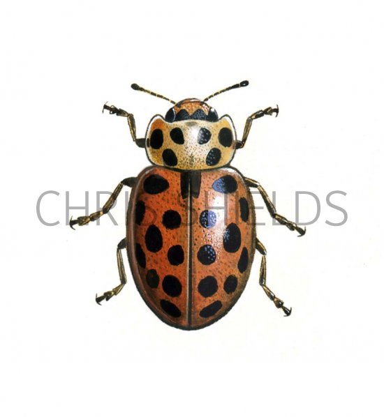 Illustration of Water Ladybird (summer form) Anisosticta 19-punctata (#0607)