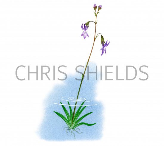 Illustration of Water Lobelia (Lobelia dortmanna) (#0959)