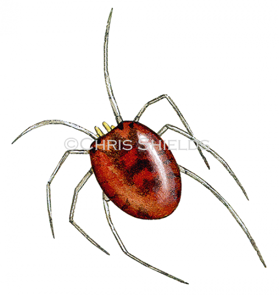 Illustration of Water Mite (Hydrarachna sp.) (#1519)