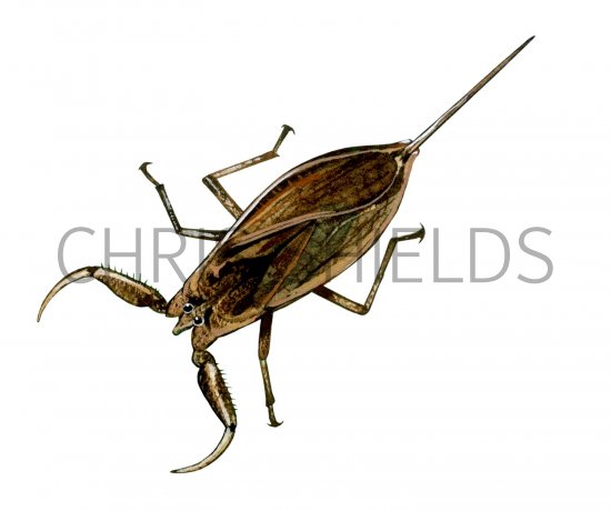 Illustration of Water Scorpion (Nepa cinerea) (#1573)