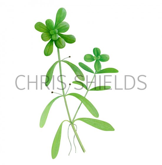 Illustration of Water Starwort (Various-leaved ) Callitriche platycarpa (#2819)