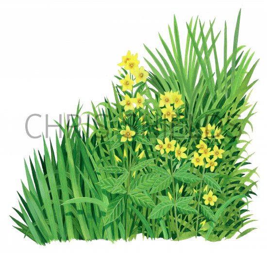 Illustration of Waterside Plants (#4084)