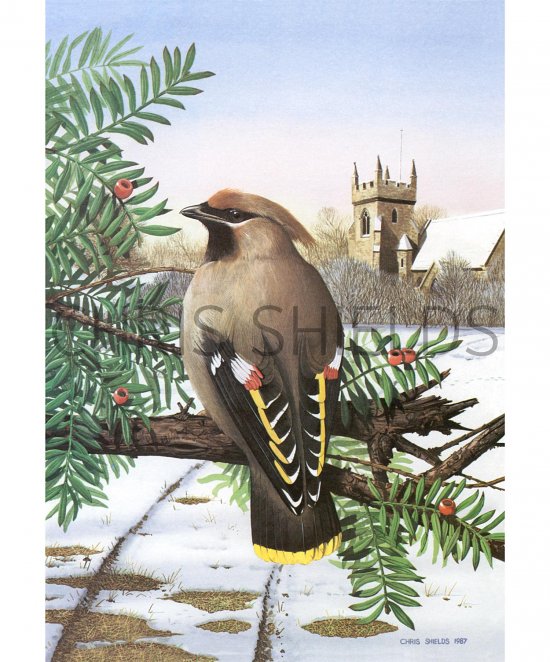 Illustration of Waxwing (Bombycilla garrulus) (#2904)