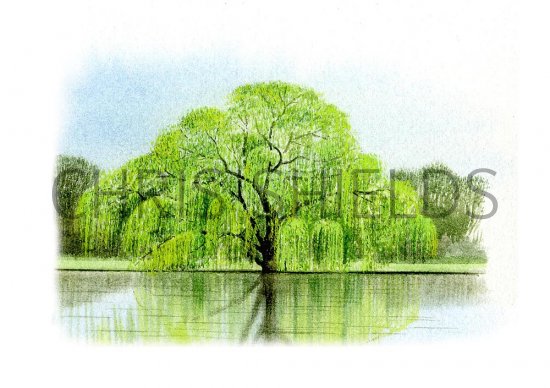 Illustration of Willow (Weeping) Salix chrysocoma (#0834)