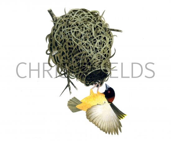 Illustration of Weaver Bird (Ploceus cucullatus) (#1204)